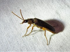 Selonodon