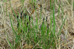 Carex cespitosa