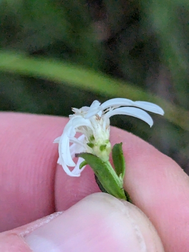Image of Sericocarpus linifolius by (c) Sam Taylor, some rights reserved (CC BY)