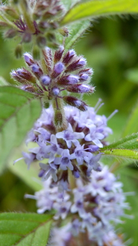 corn mint