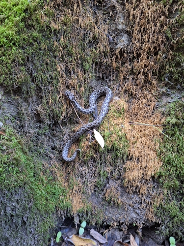 Avistamiento Víbora hocicuda