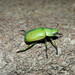 Wood's Jewel Scarab - Photo (c) diomedea_exulans_li, some rights reserved (CC BY-NC)