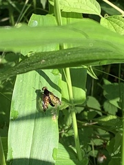 Chrysopilus connexus