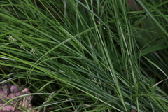 Carex rosea