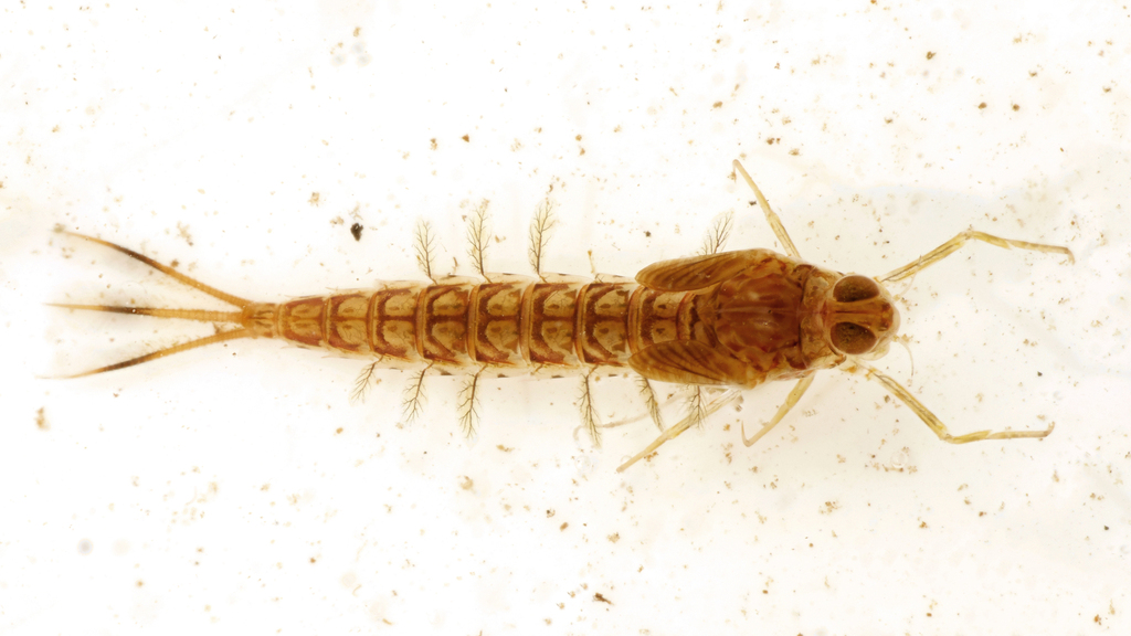 Metretopus borealis