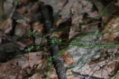Carex rosea