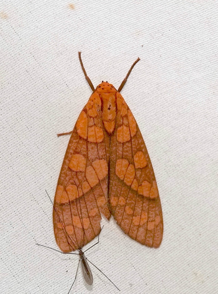 Elysius sebrus