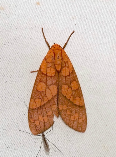 Elysius sebrus