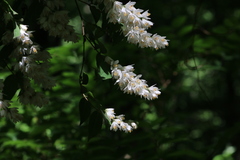 Deutzia scabra