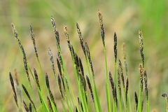 Carex cespitosa