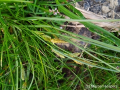 Carex extensa