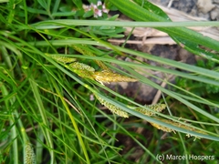 Carex extensa