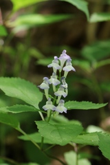 Scutellaria serrata