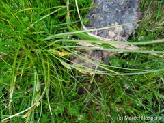 Carex extensa