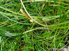Carex extensa