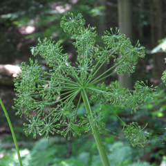 Angelica atropurpurea