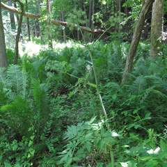 Angelica atropurpurea
