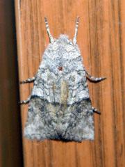 Litholomia napaea