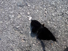 Rohana parisatis staurakius