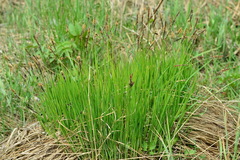 Carex cespitosa