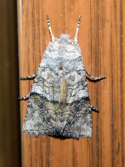 Litholomia napaea