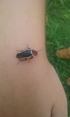 Pseudomops septentrionalis