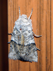 Litholomia napaea