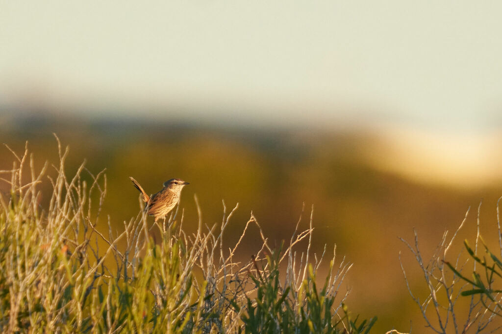 Rufous Fieldwren from Denham WA 6537, Australia on May 17, 2024 at 05: ...