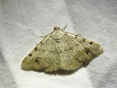 Frederickia disparcata