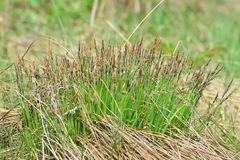 Carex cespitosa