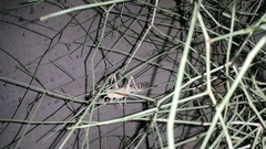 Schistocerca gregaria