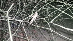 Schistocerca gregaria