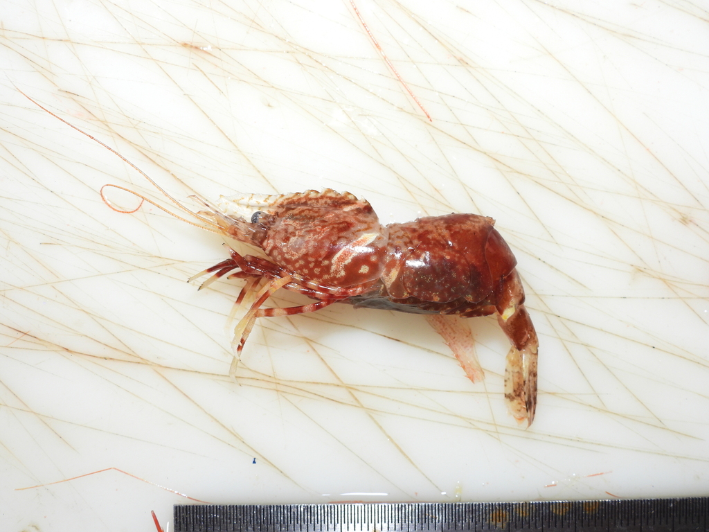 parrot shrimp