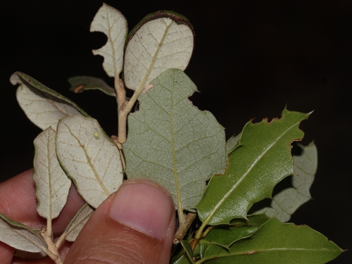 Quercus × eborense