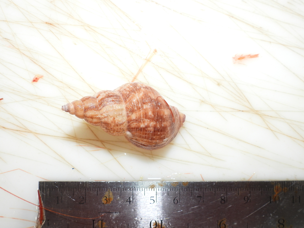 Buccinum finmarkianum