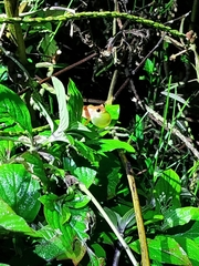 Dendropsophus mathiassoni