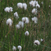 Eriophorum vaginatum - Photo (c) Kari Pihlaviita, algunos derechos reservados (CC BY-NC)