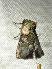 Abrostola microvalis