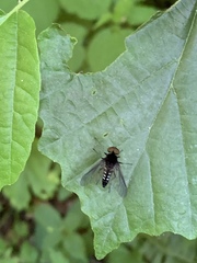 Chrysopilus connexus
