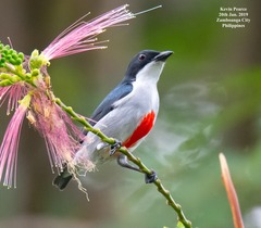 Red-Keeled Flowerpecker photo 2