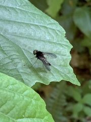 Chrysopilus connexus