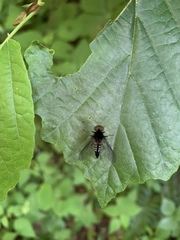Chrysopilus connexus