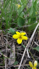 Viola nuttallii