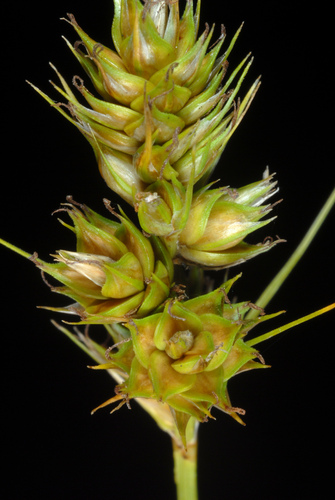 southern sedge (Carex austrina)