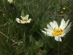 Wyethia helianthoides