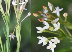 Struthiola dodecandra