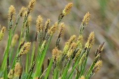 Carex cespitosa