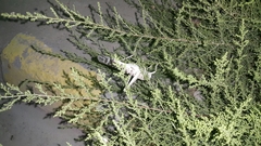 Schistocerca gregaria