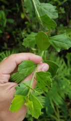 Baccharis halimifolia image