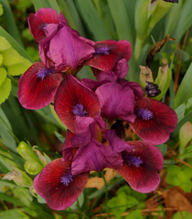 Iris × hybrida